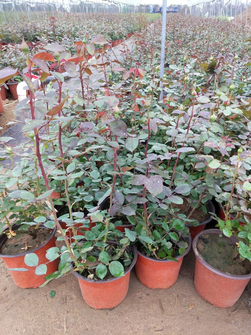 丰花月季大花月季地被月季月季盆花大花月季苗