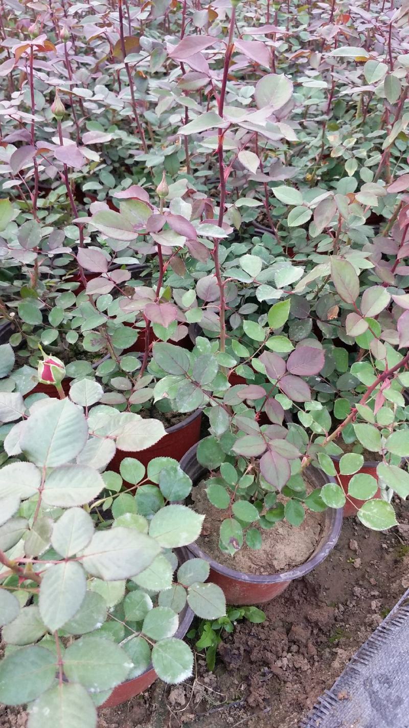 丰花月季大花月季地被月季月季盆花大花月季苗