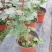 丰花月季大花月季地被月季月季盆花大花月季苗