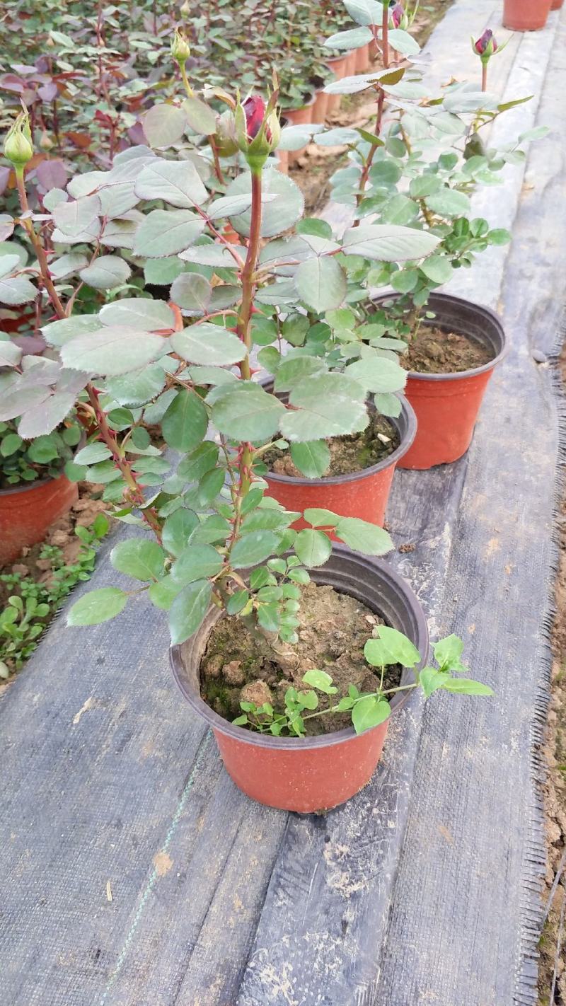 丰花月季大花月季地被月季月季盆花大花月季苗