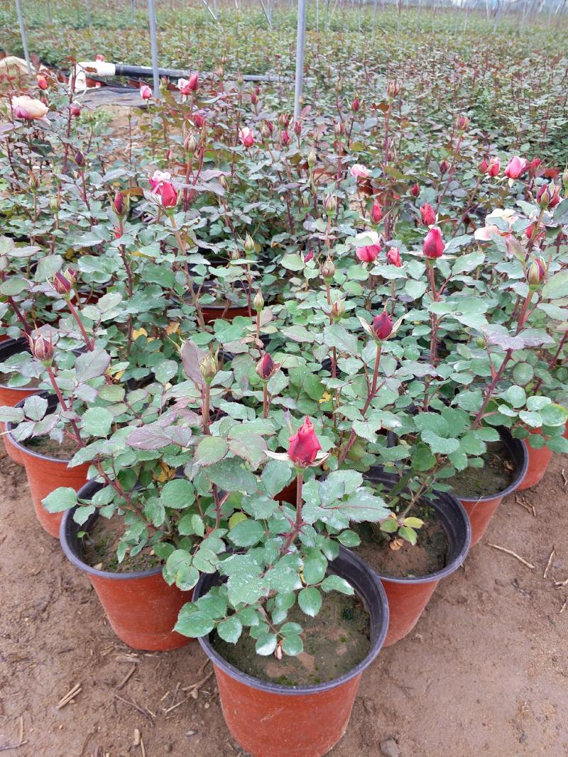 丰花月季大花月季地被月季月季盆花大花月季苗