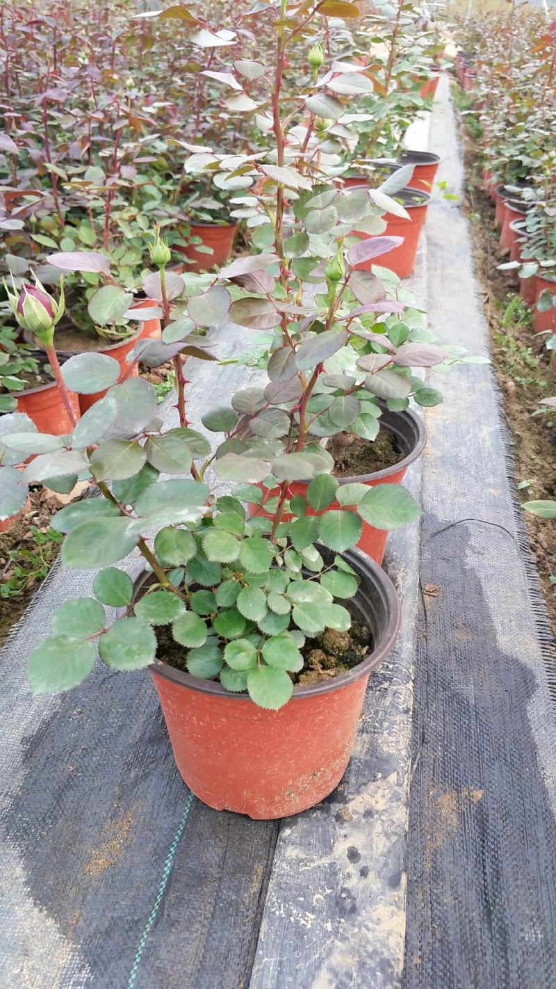 丰花月季大花月季地被月季月季盆花大花月季苗