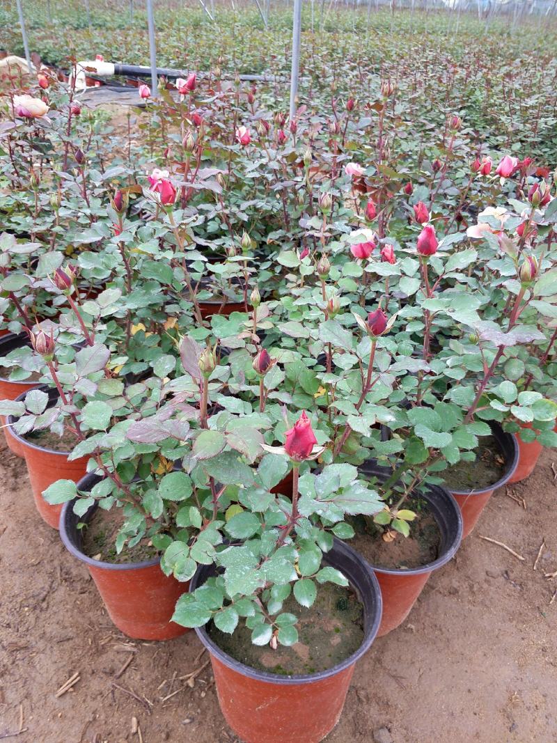 丰花月季大花月季地被月季月季盆花大花月季苗