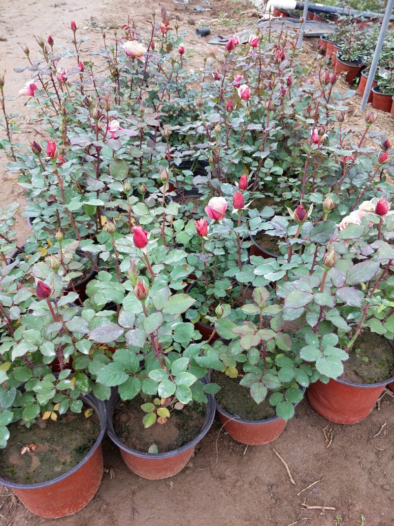 丰花月季大花月季地被月季月季盆花大花月季苗