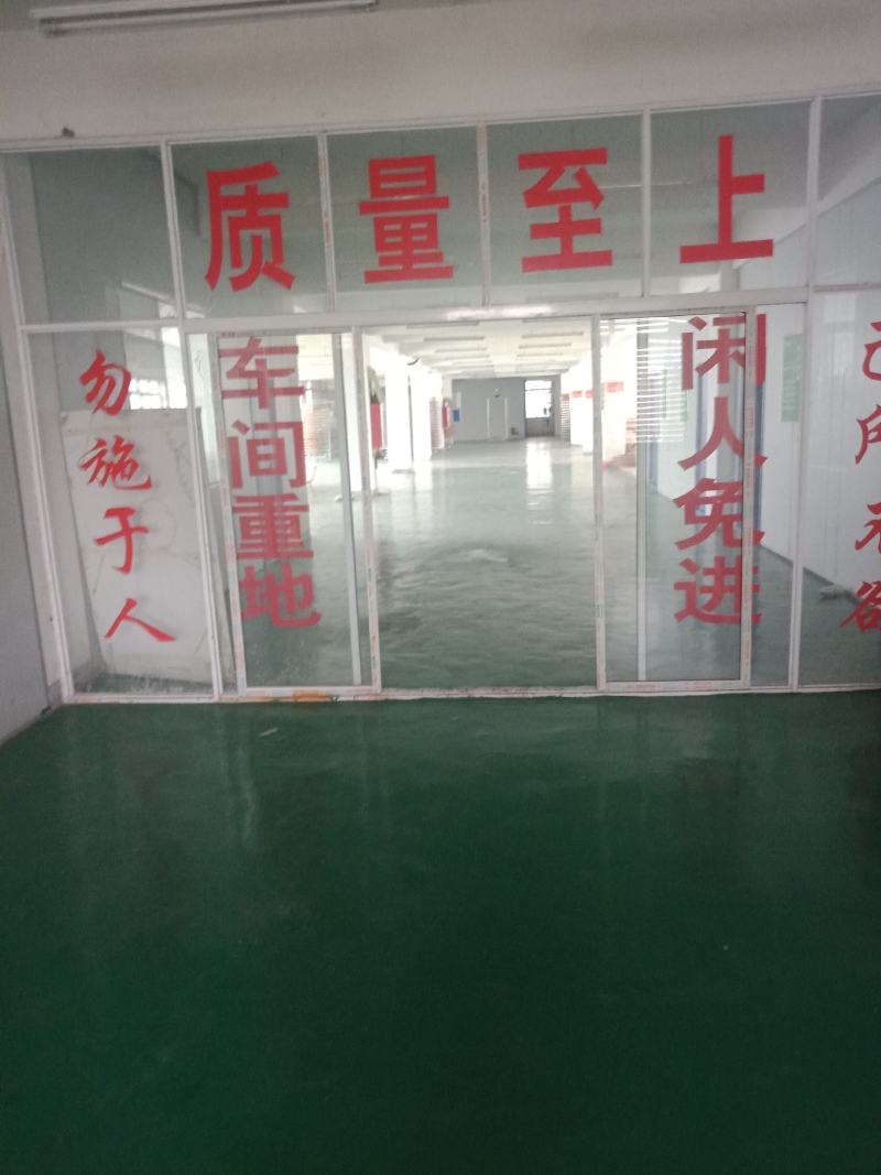 准河源头野山茶绿茶玉叶