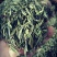 准河源头野山茶绿茶玉叶