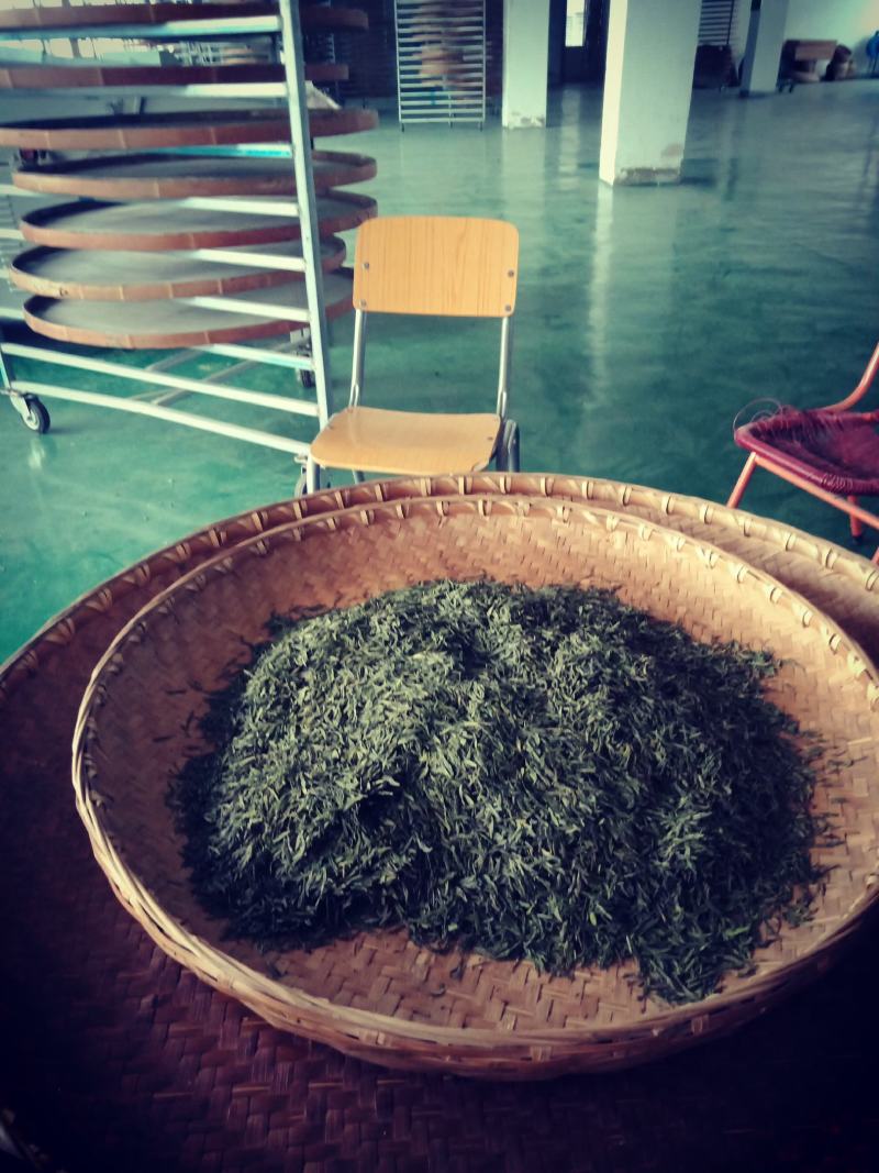 准河源头野山茶绿茶玉叶