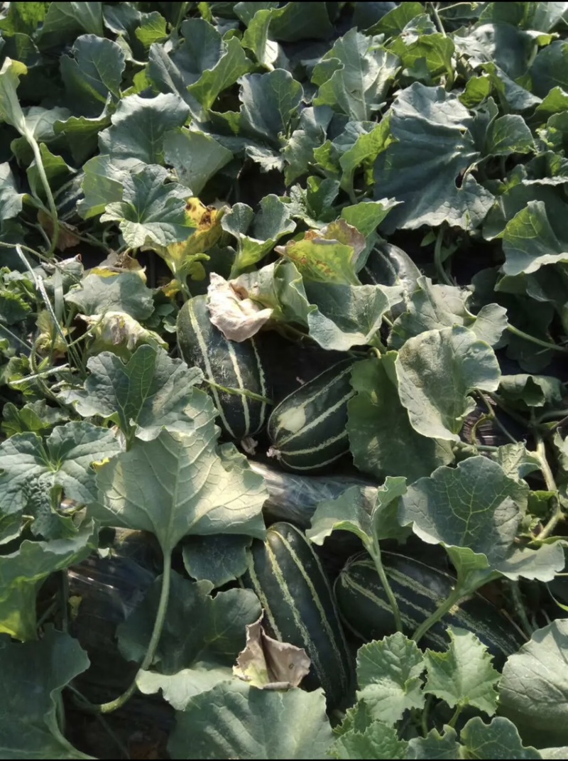 寒亭博洋系列9号91大量上市货源充足对接各大商超批发市场