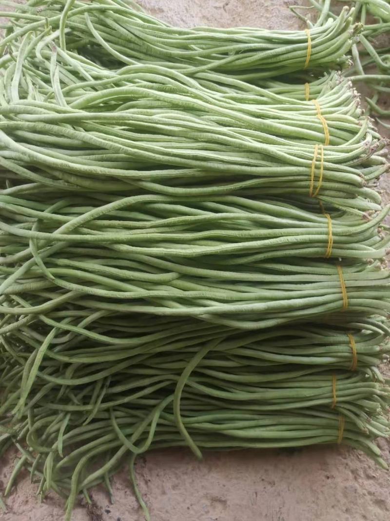 西双版纳景洪市橄榄坝长豆角9月大量上市