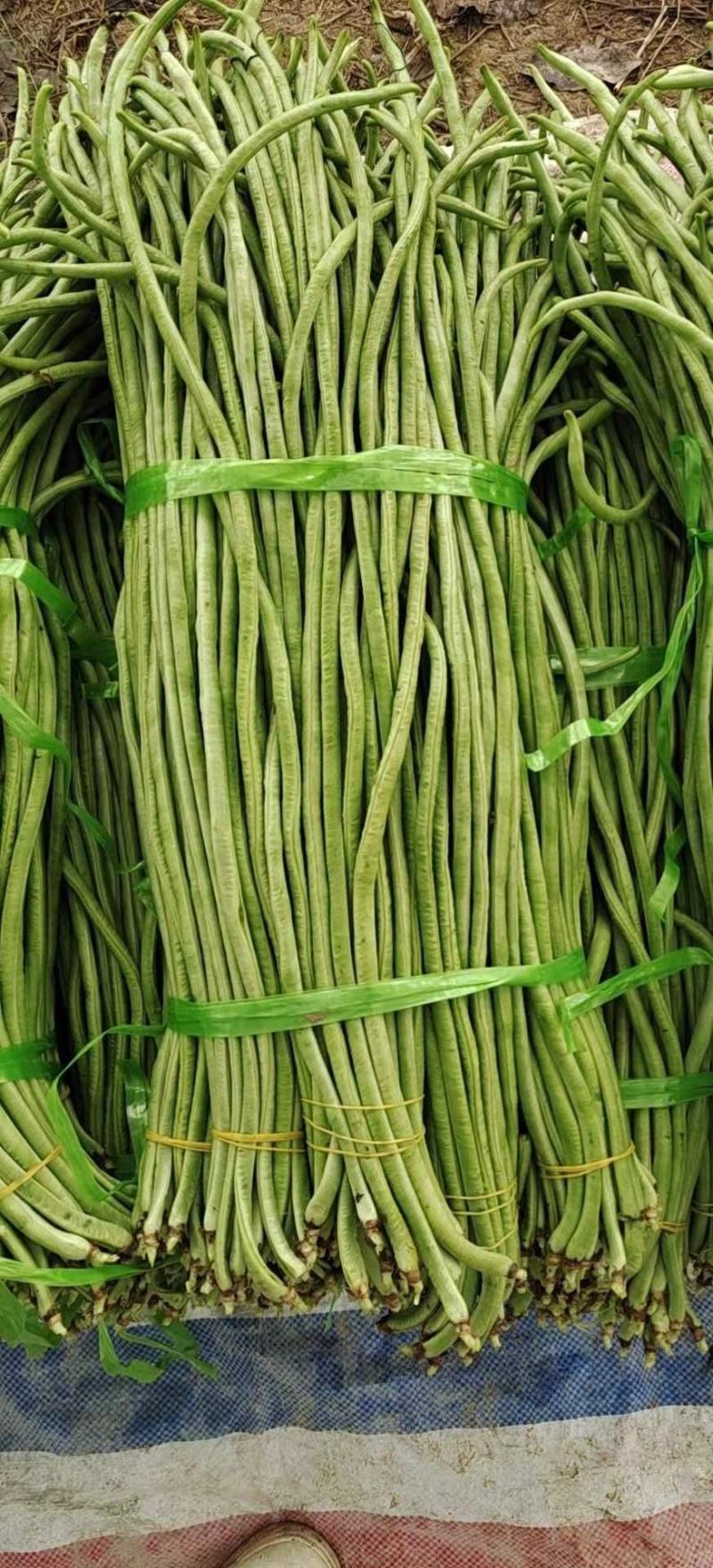 西双版纳景洪市橄榄坝长豆角9月大量上市
