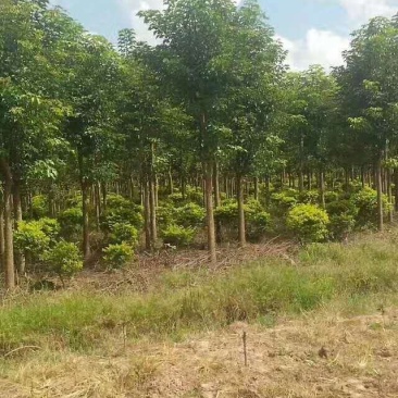 (重阳木)秋枫原生树(大规格米径16分一米径40分)