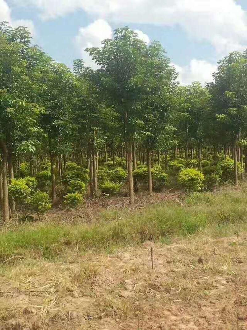 (重阳木)秋枫原生树(大规格米径16分一米径40分)