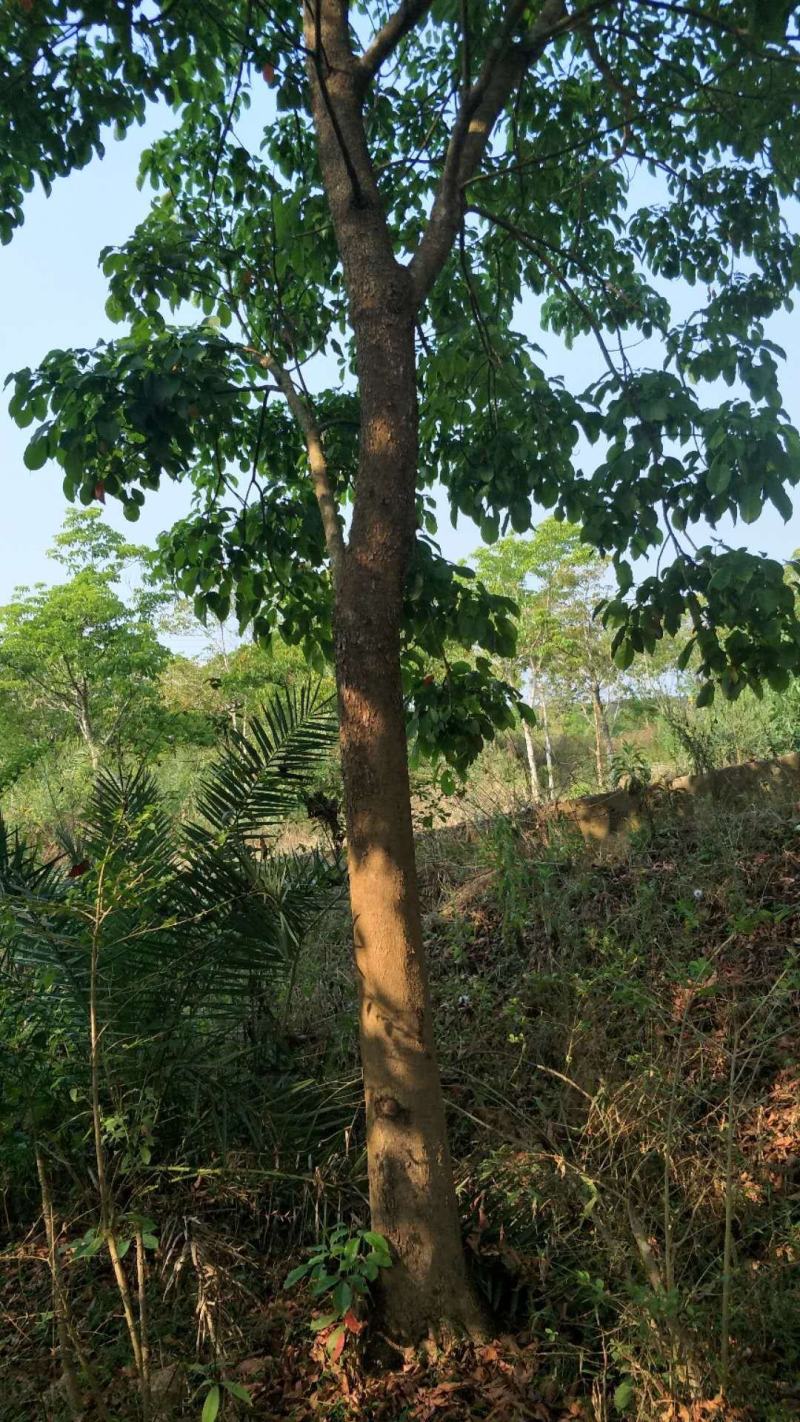 (重阳木)秋枫原生树(大规格米径16分一米径40分)