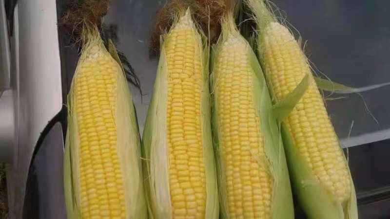 版纳大帝国无蔬菜水果不有