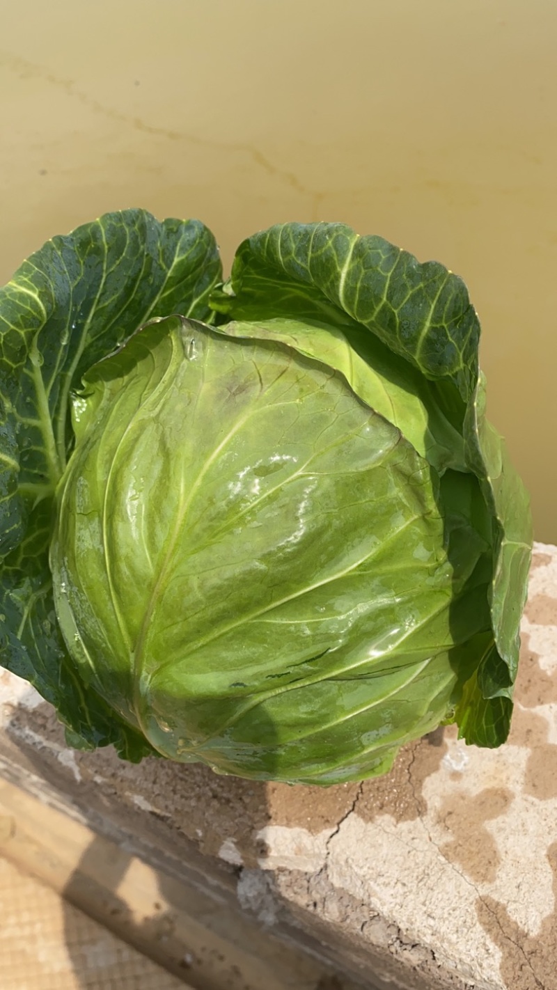 甘蓝，莲花白好货1百吨有需要的联系我量大价优