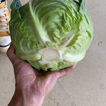 甘蓝，莲花白好货1百吨有需要的联系我量大价优