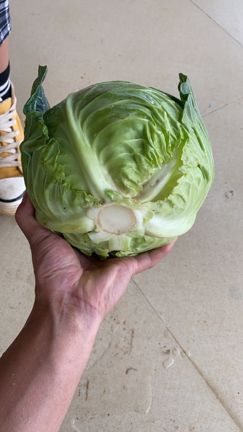 甘蓝，莲花白好货1百吨有需要的联系我量大价优