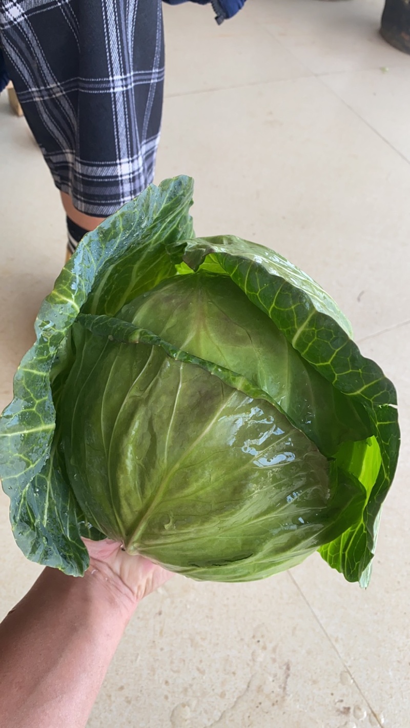 甘蓝，莲花白好货1百吨有需要的联系我量大价优