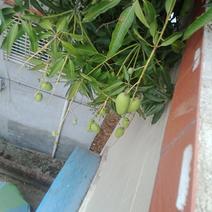 广东百年老树芒果。又名白花芒果
