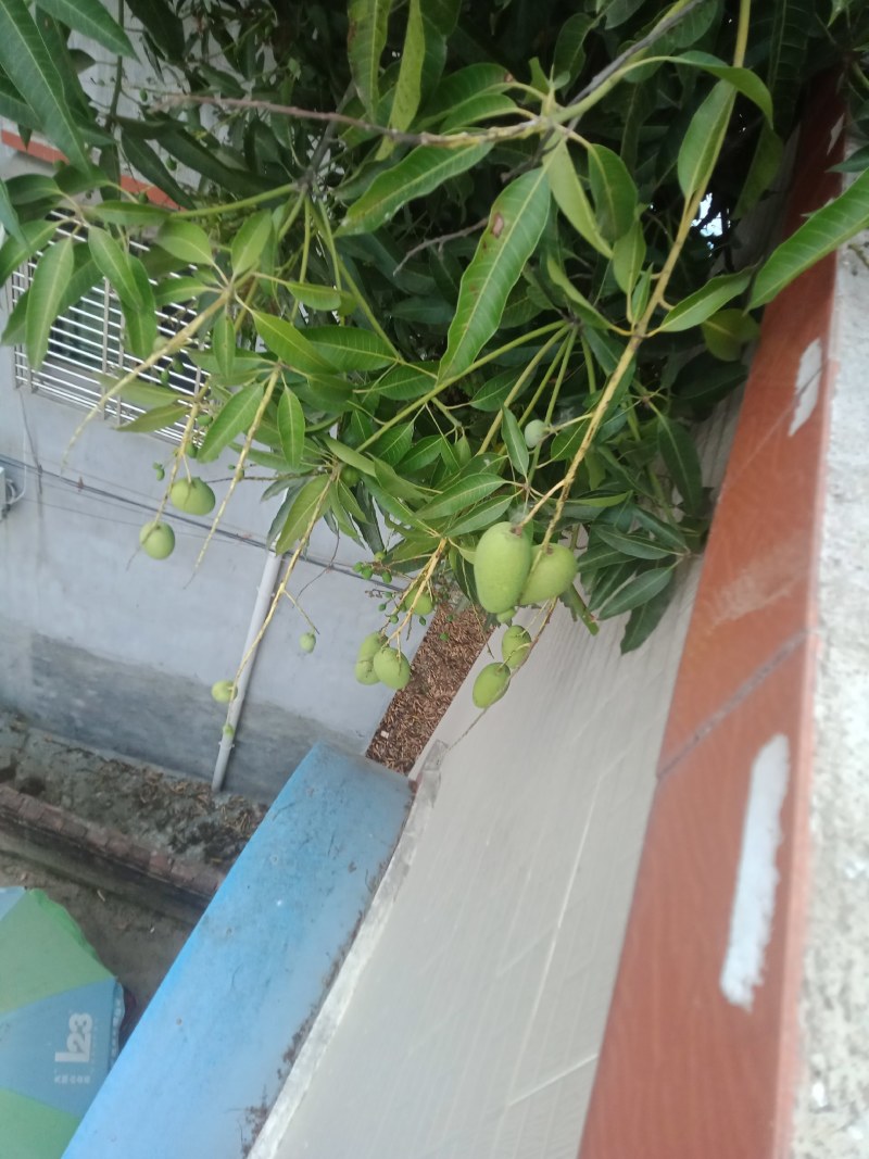 广东百年老树芒果。又名白花芒果