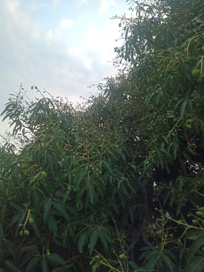 广东百年老树芒果。又名白花芒果