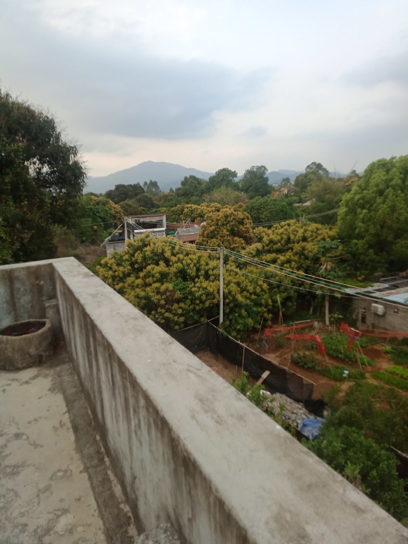 广东百年老树芒果。又名白花芒果