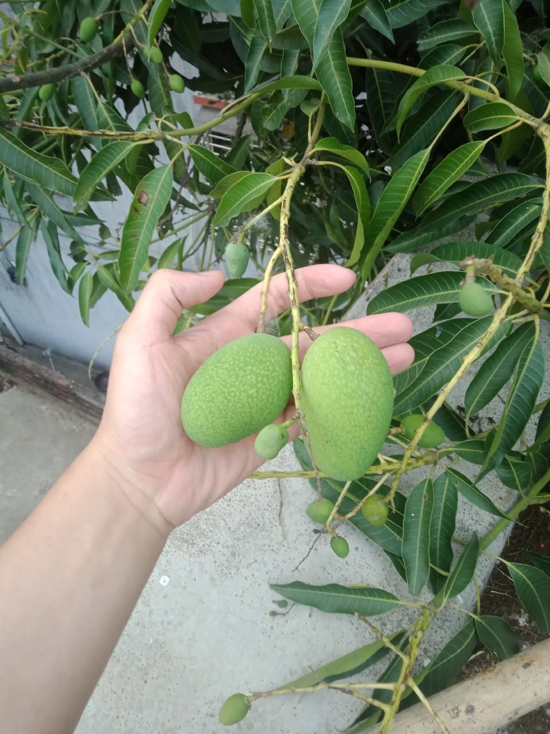 广东百年老树芒果。又名白花芒果
