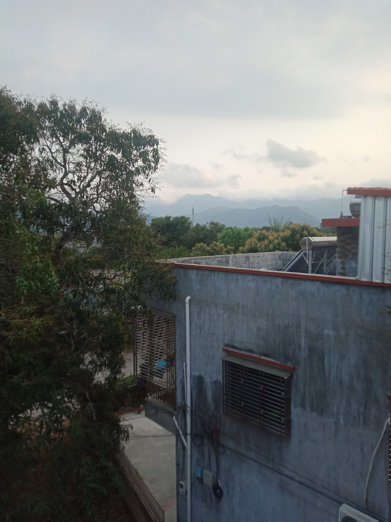 广东百年老树芒果。又名白花芒果