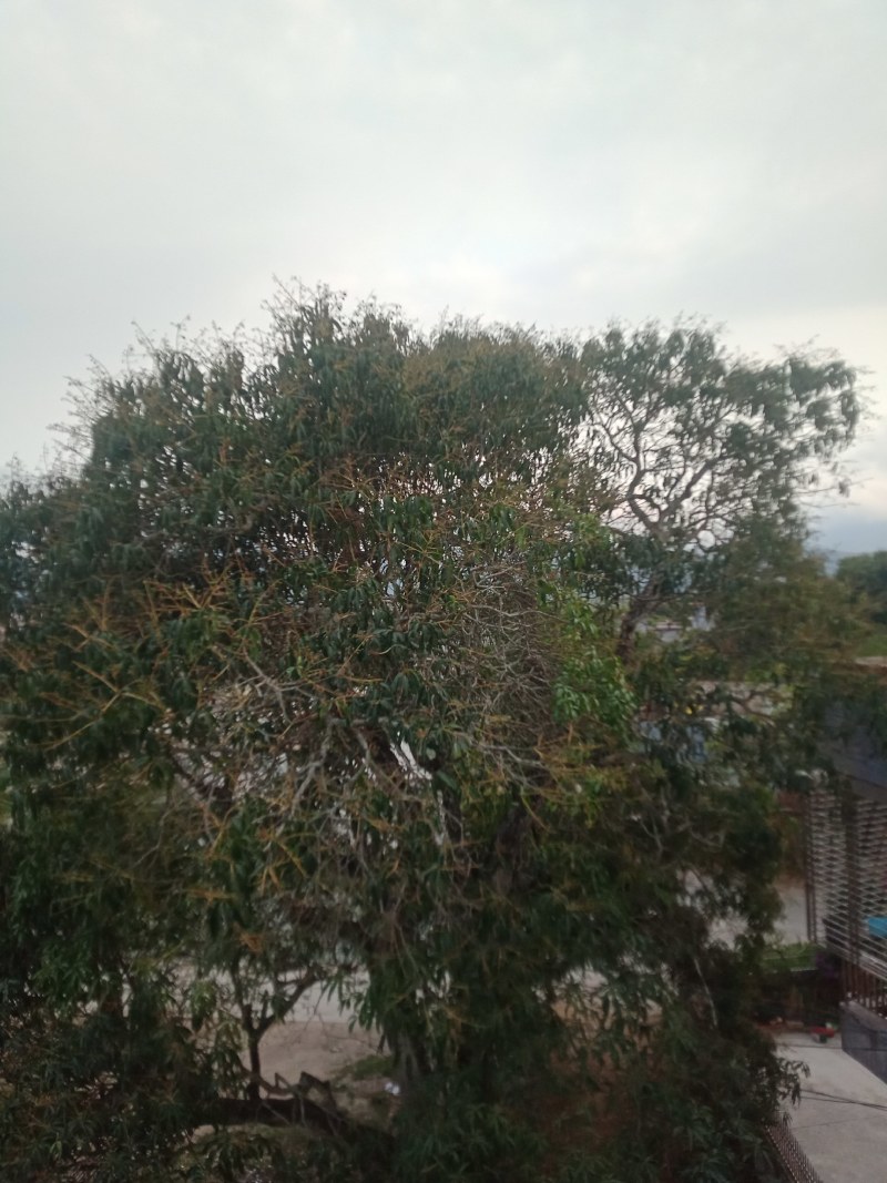 广东百年老树芒果。又名白花芒果