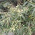 广东百年老树芒果。又名白花芒果
