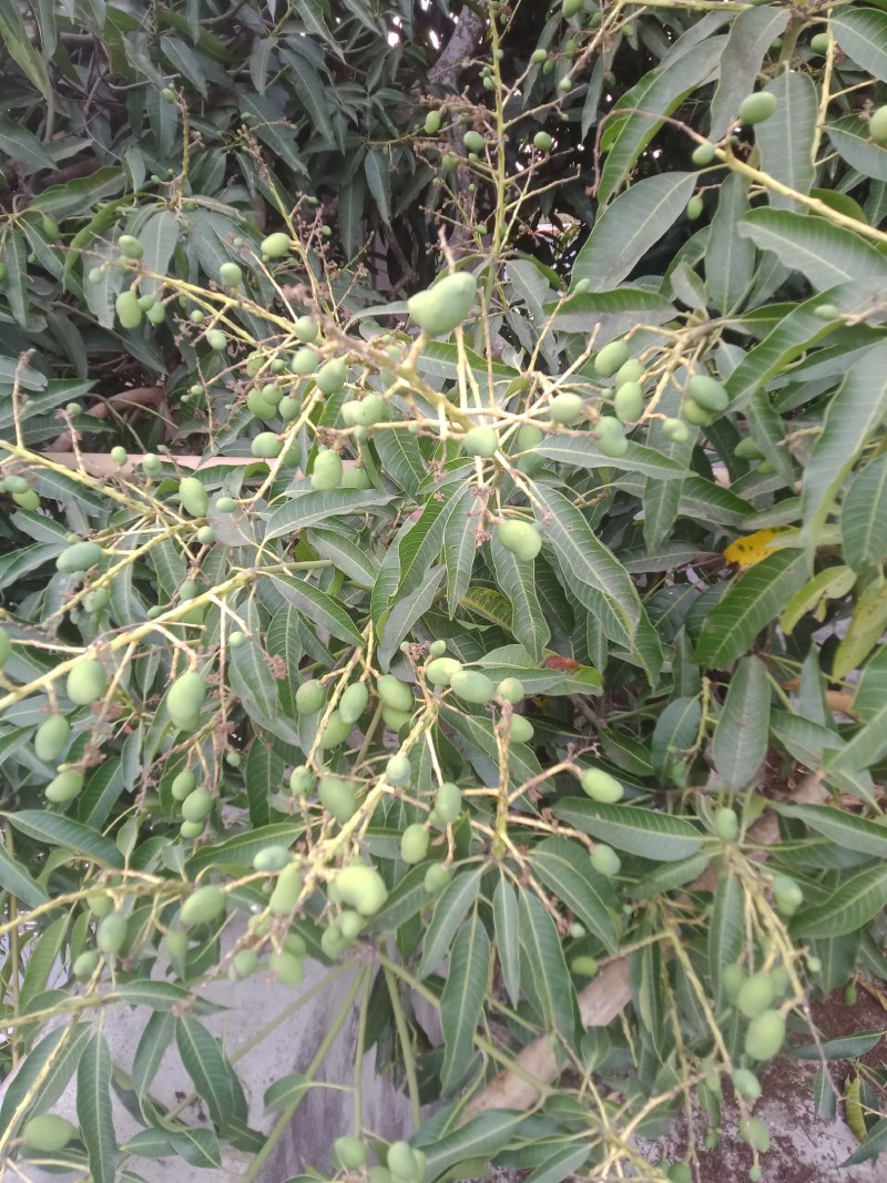 广东百年老树芒果。又名白花芒果