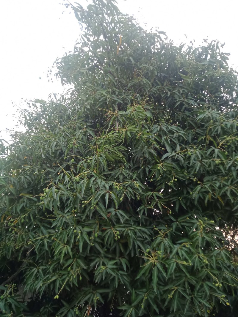 广东百年老树芒果。又名白花芒果