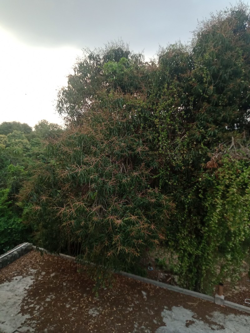 广东百年老树芒果。又名白花芒果