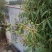 广东百年老树芒果。又名白花芒果
