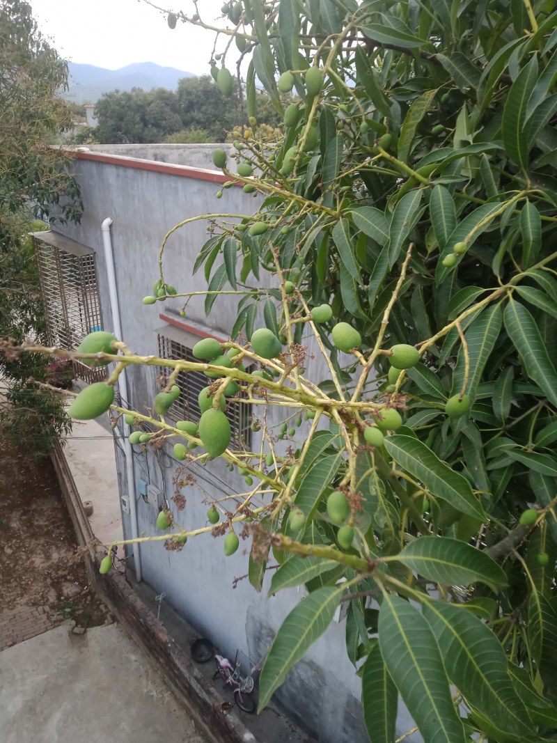 广东百年老树芒果。又名白花芒果