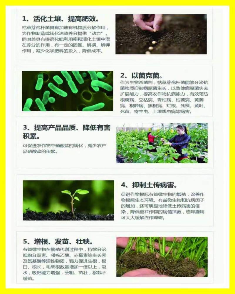 枯草芽孢杆菌调土壤防死棵抗重茬促生根