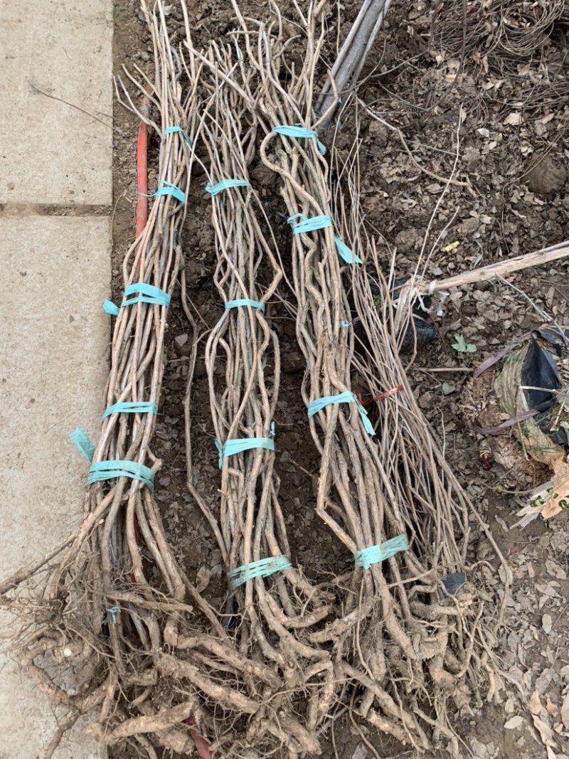 凌霄花苗爬墙喇叭花护坡固土矿山绿化长廊亭子花架可视频看货