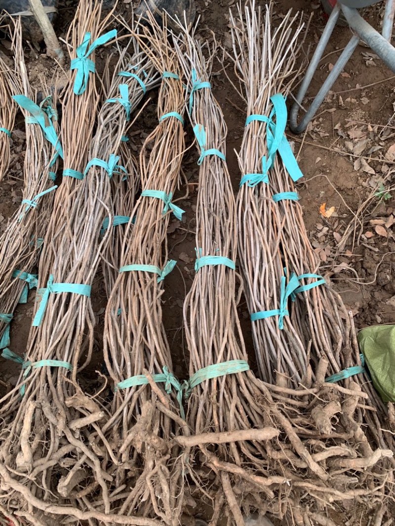 凌霄花苗爬墙喇叭花护坡固土矿山绿化长廊亭子花架可视频看货