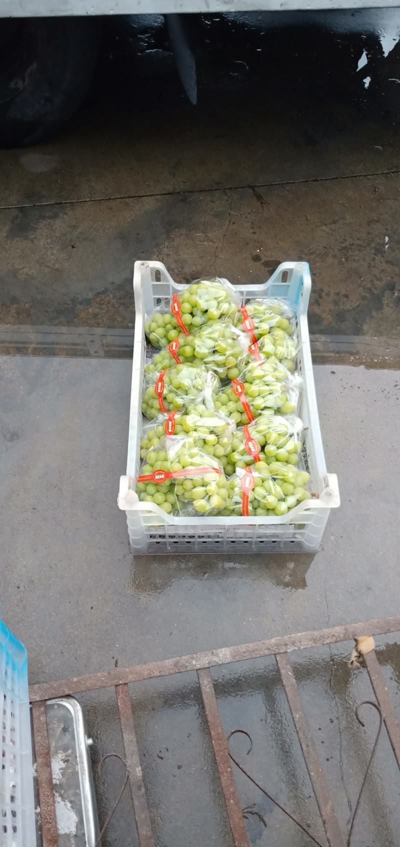 寻乌县百亩阳光玫瑰葡萄园