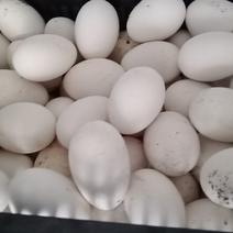 鹅蛋，本地大鹅蛋，保质保量