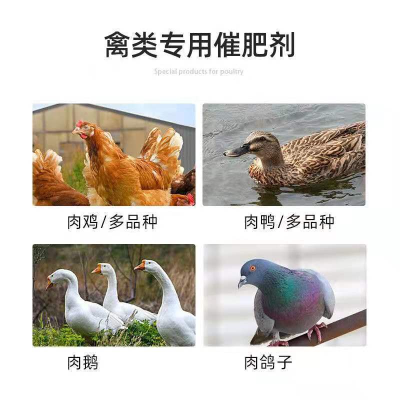 肉禽通用鸡鸭鹅，可长期使用，禽速肥料比低，卖相好，生病少