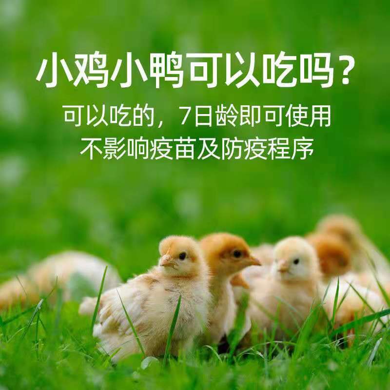 肉禽通用鸡鸭鹅，可长期使用，禽速肥料比低，卖相好，生病少