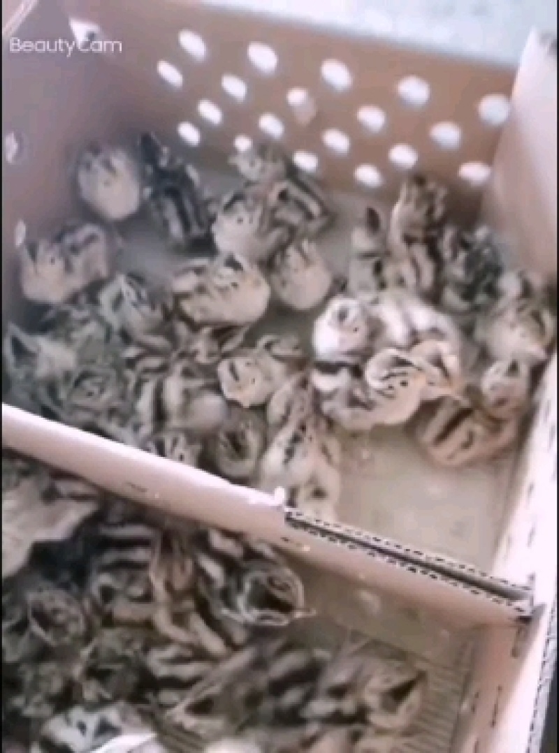 山鸡苗，正宗品种，价格优惠，欢迎下单