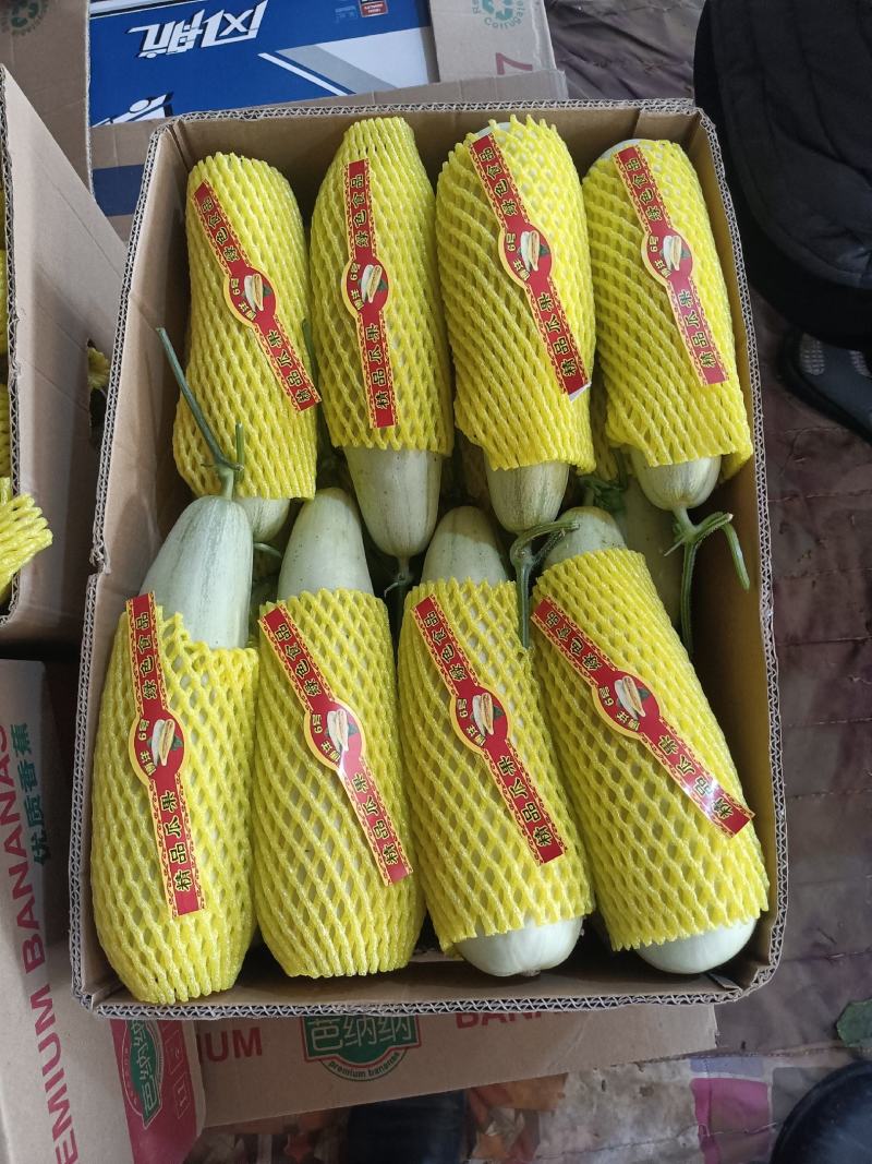 莘县博洋甜瓜，博洋61羊角蜜，可供商超电商市场出口深加工