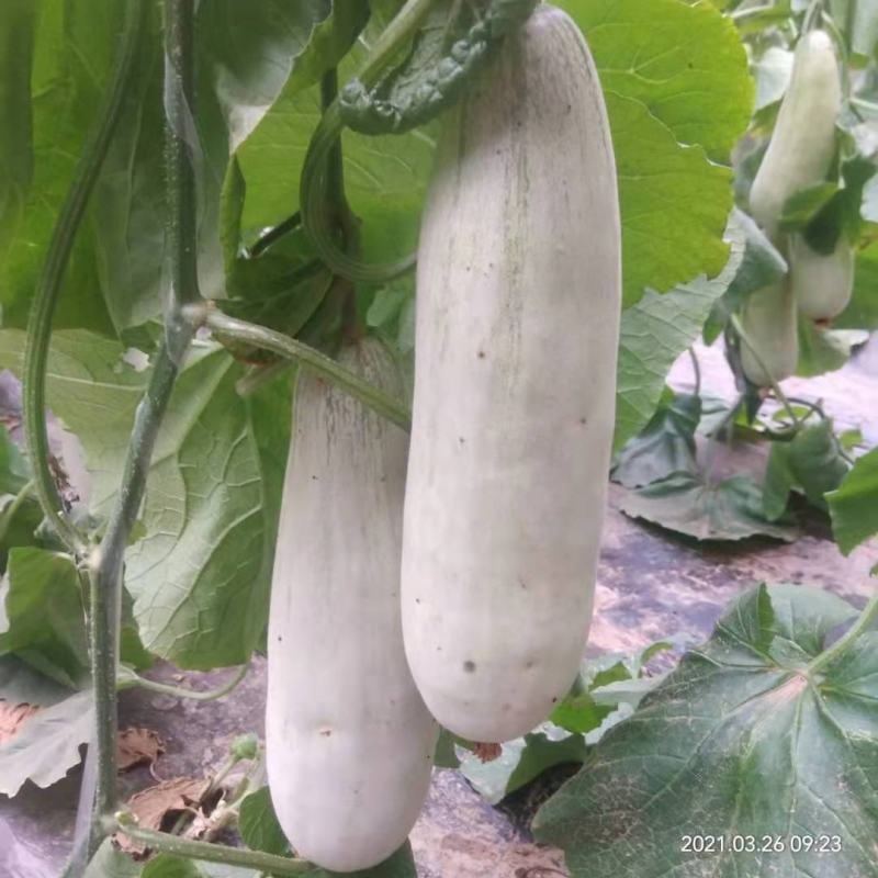 莘县博洋甜瓜，博洋61羊角蜜，可供商超电商市场出口深加工