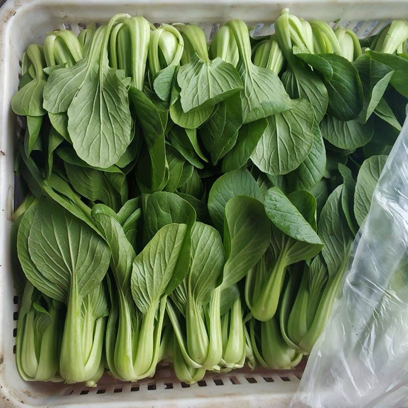 【商家推荐】精品上海青，山东曹县油菜，质量保证，价格低廉