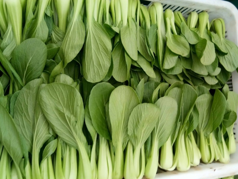 【商家推荐】精品上海青，山东曹县油菜，质量保证，价格低廉