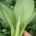 【商家推荐】精品上海青，山东曹县油菜，质量保证，价格低廉