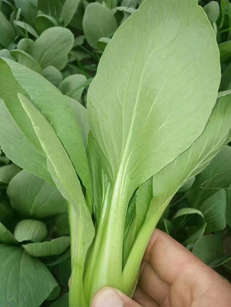 【商家推荐】精品上海青，山东曹县油菜，质量保证，价格低廉
