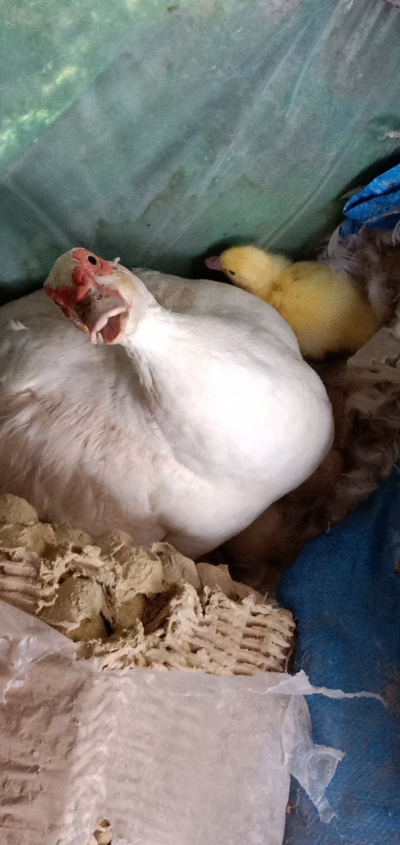 番鸭种蛋大种白羽番鸭鸳鸯